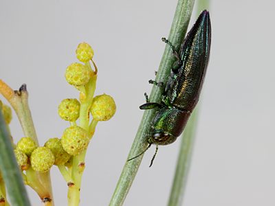 Melobasis obscurella, PL1527, male, on Acacia euthycarpa, EP